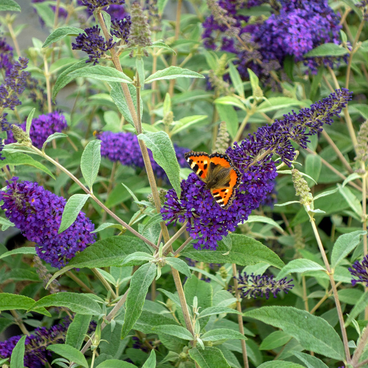 syrenbuddleja Psychedelic Sky
