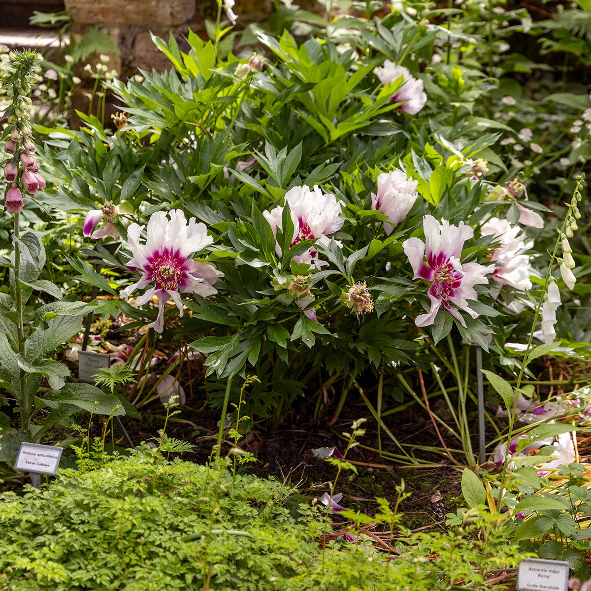 itoh-pion 'Cora Louise'