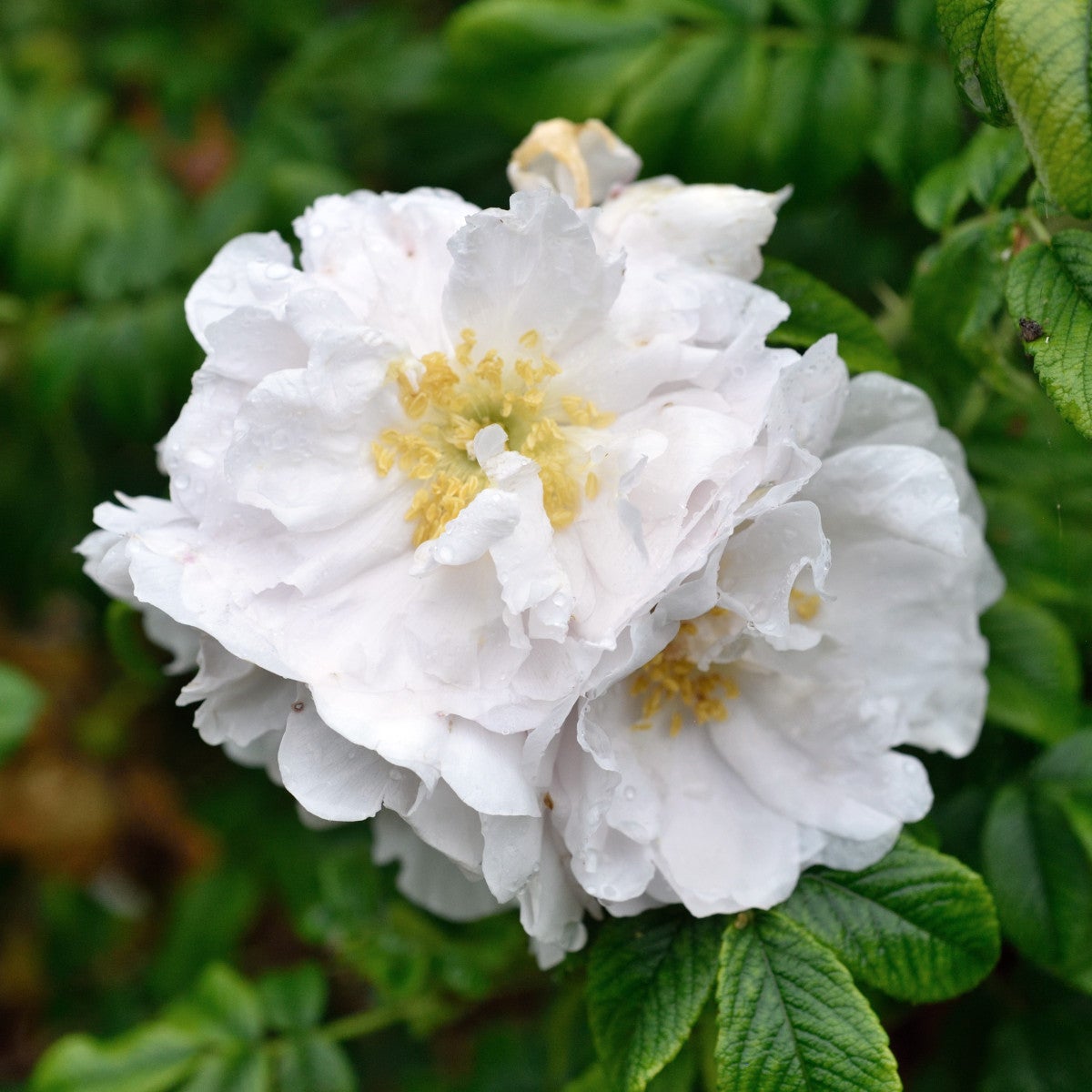 rugosa-ros 'Henry Hudson'