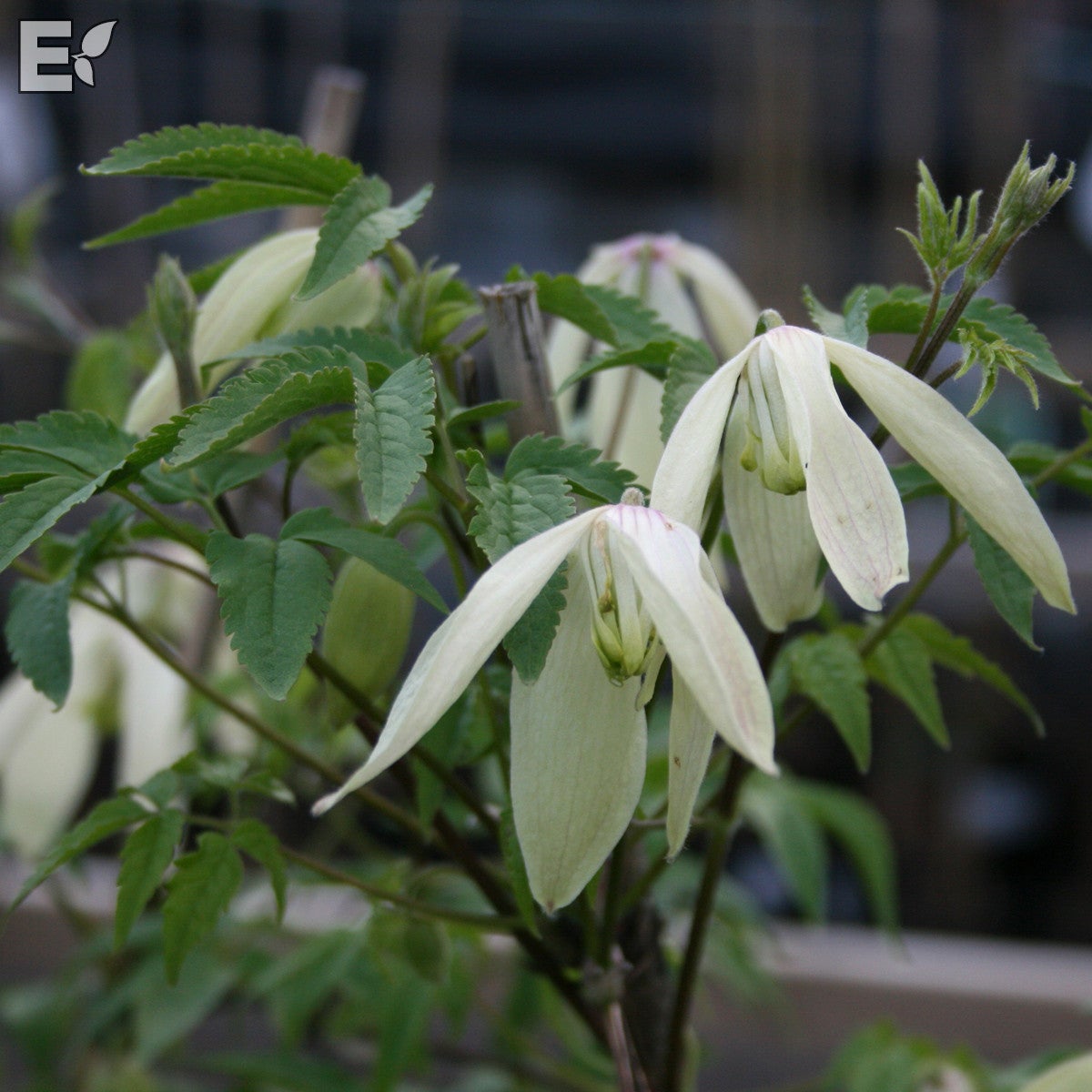 atragene-klematis 'Riga' E