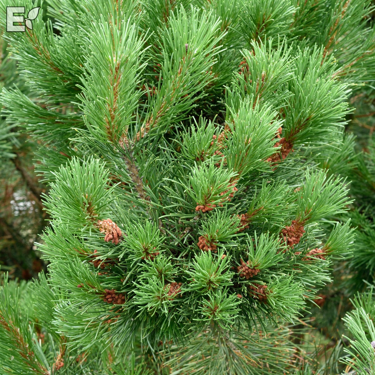 balkanbergtall fk Sauherad E
