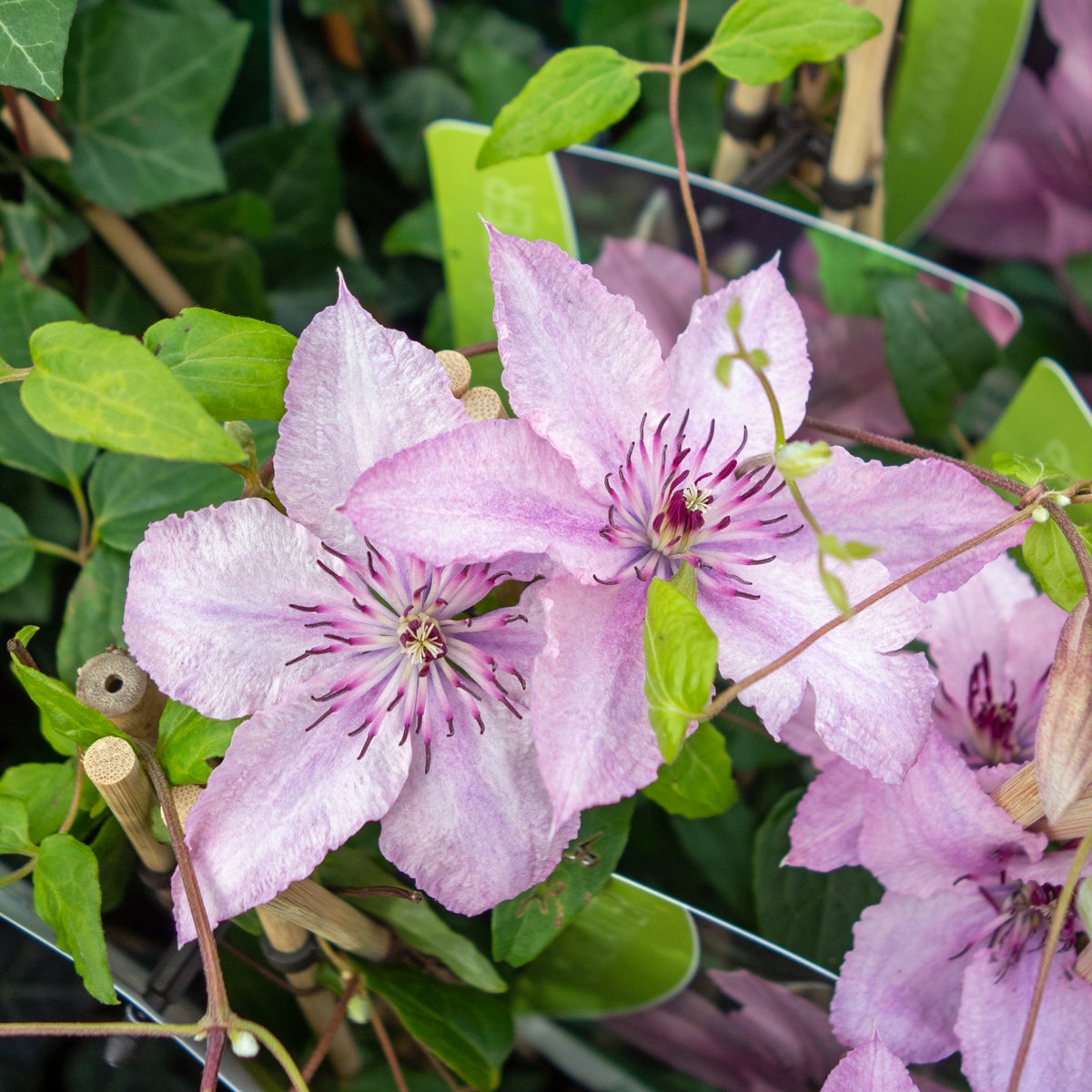 sen storblommig klematis 'Hagley Hybrid'