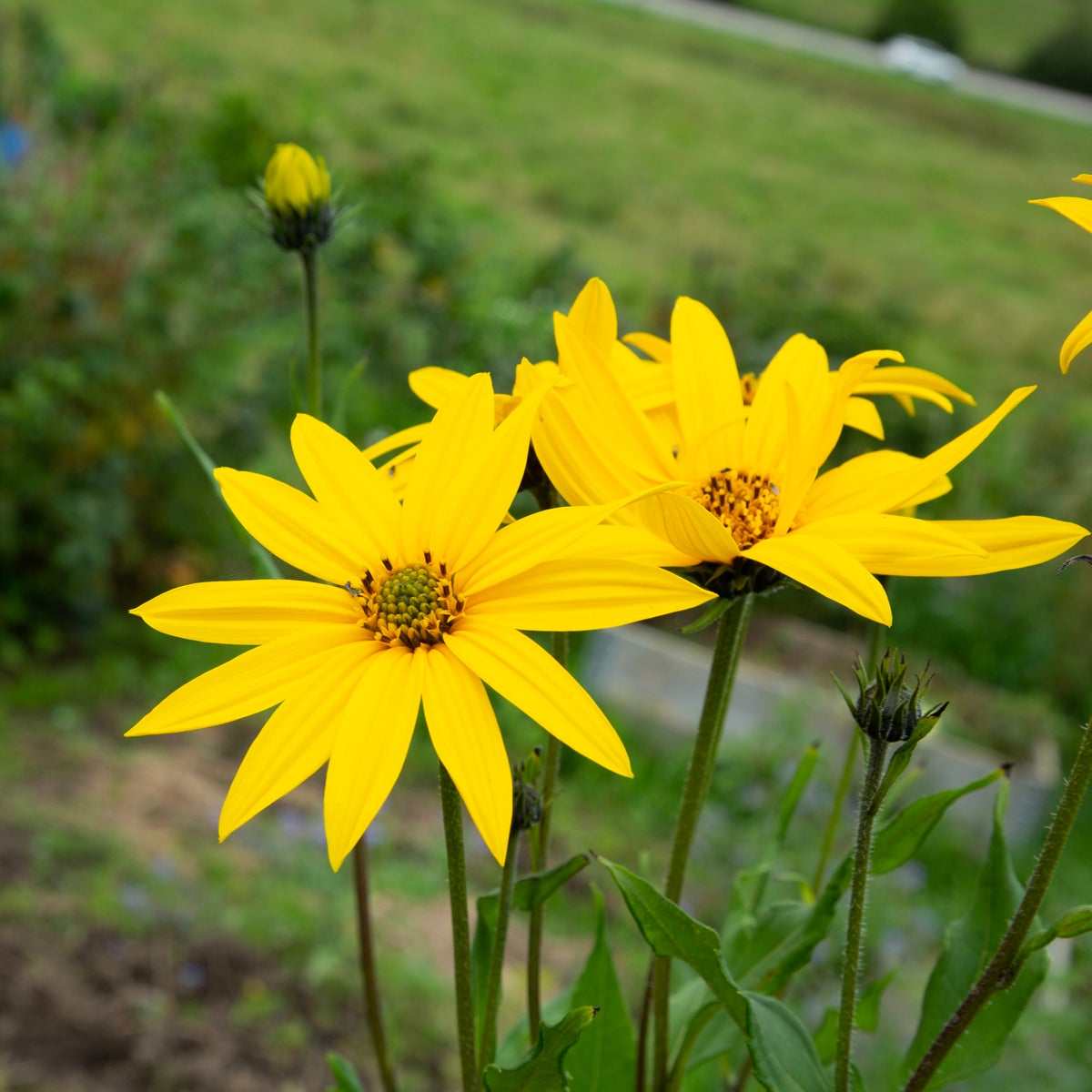 jordärtskocka 'Bianka'