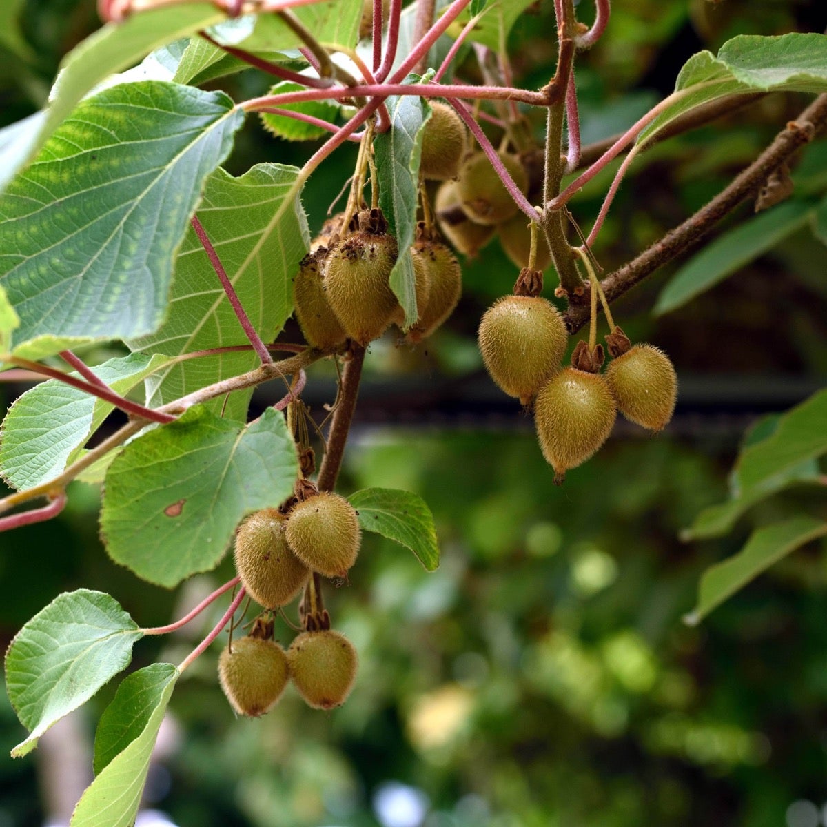 kiwi 'Jenny'