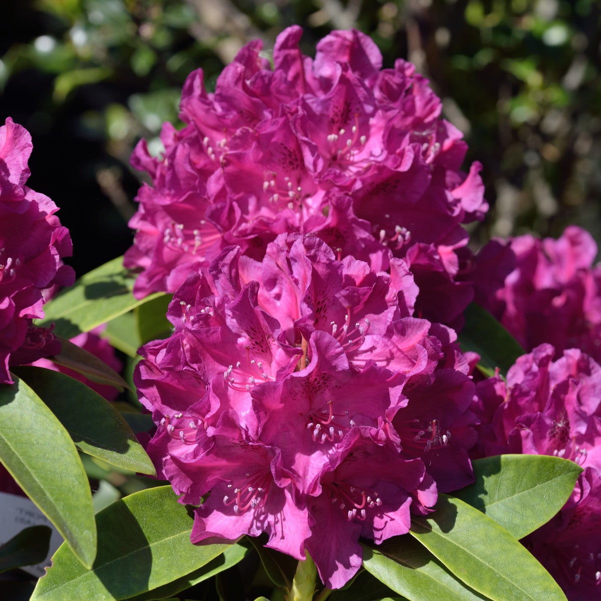 parkrododendron 'Old Port'