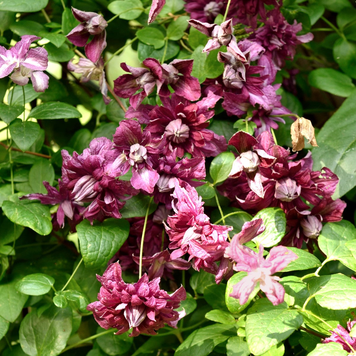 viticella-klematis 'Purpurea Plena El.'