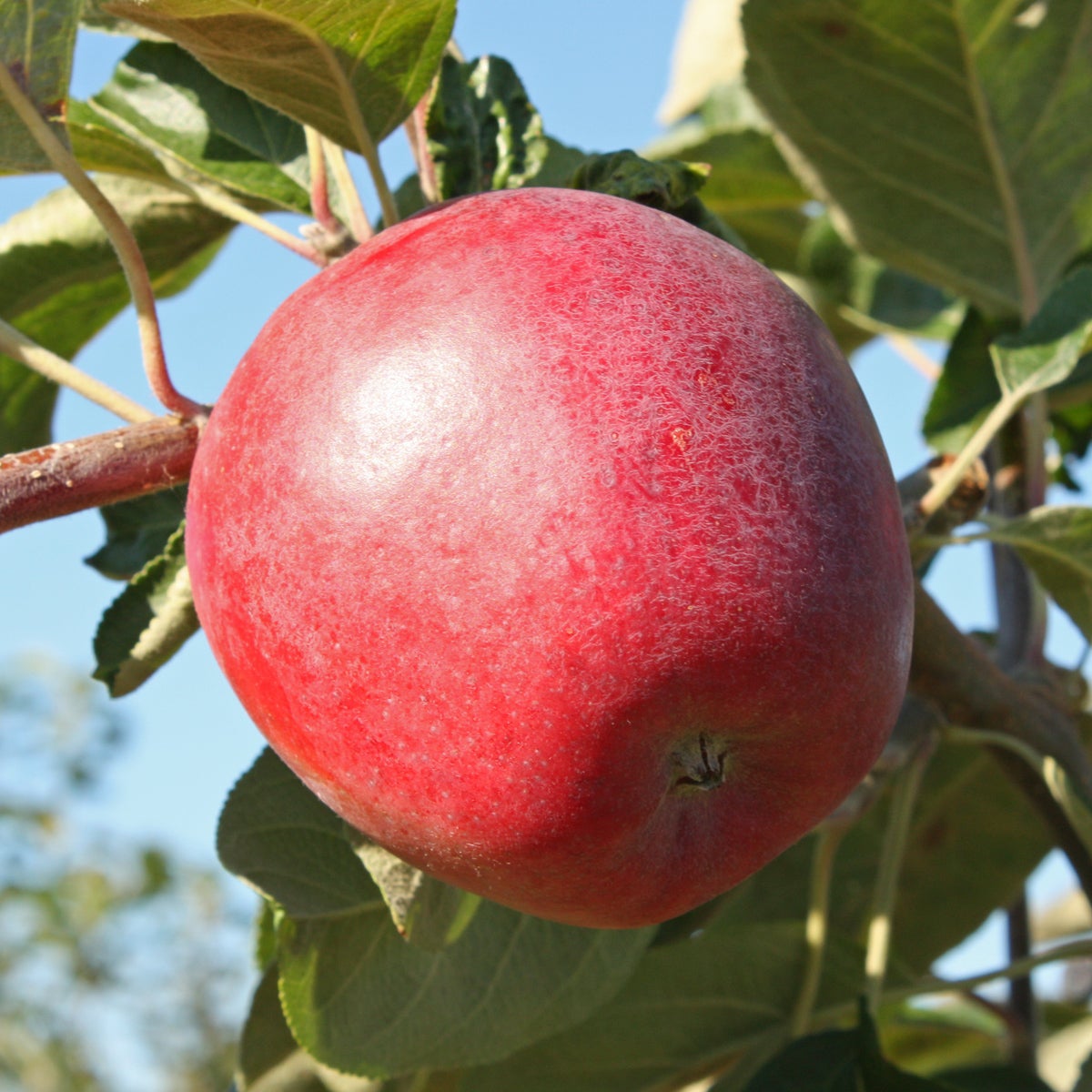 äpple 'Sandra'