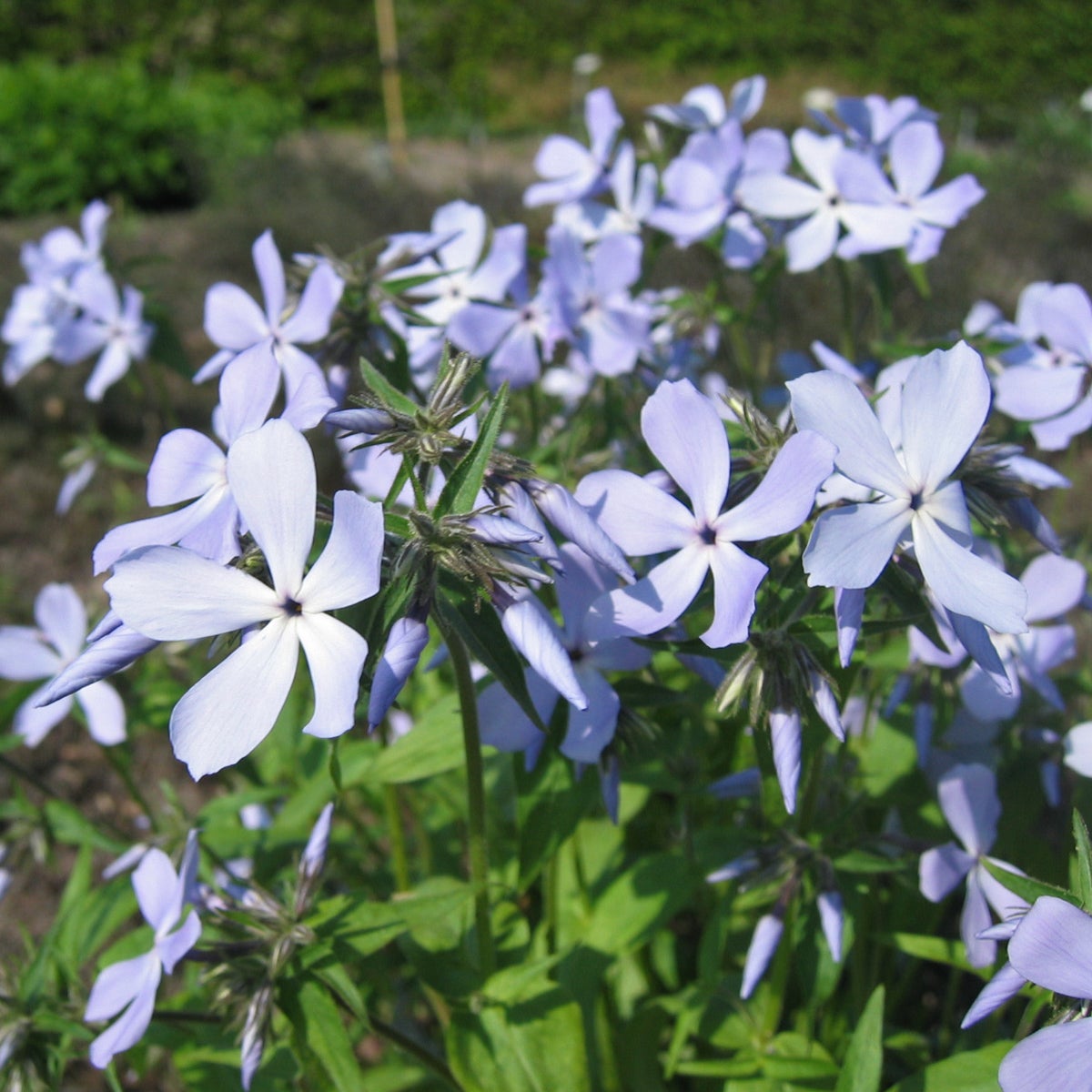 blåflox 'Clouds of Perfume'