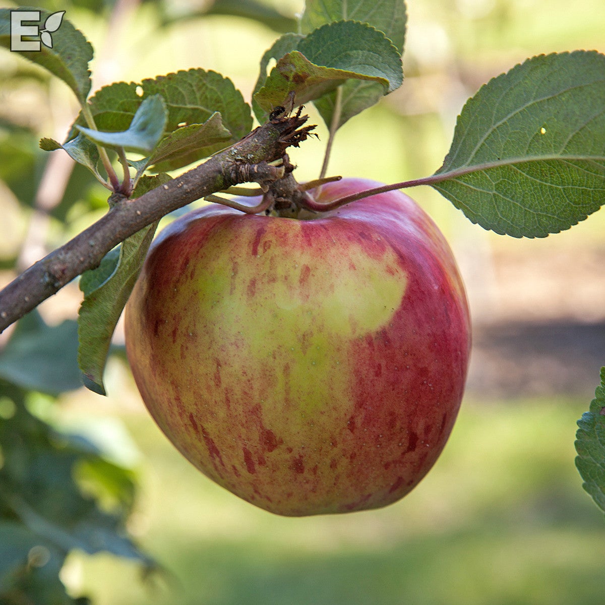 äpple Höstdessert E