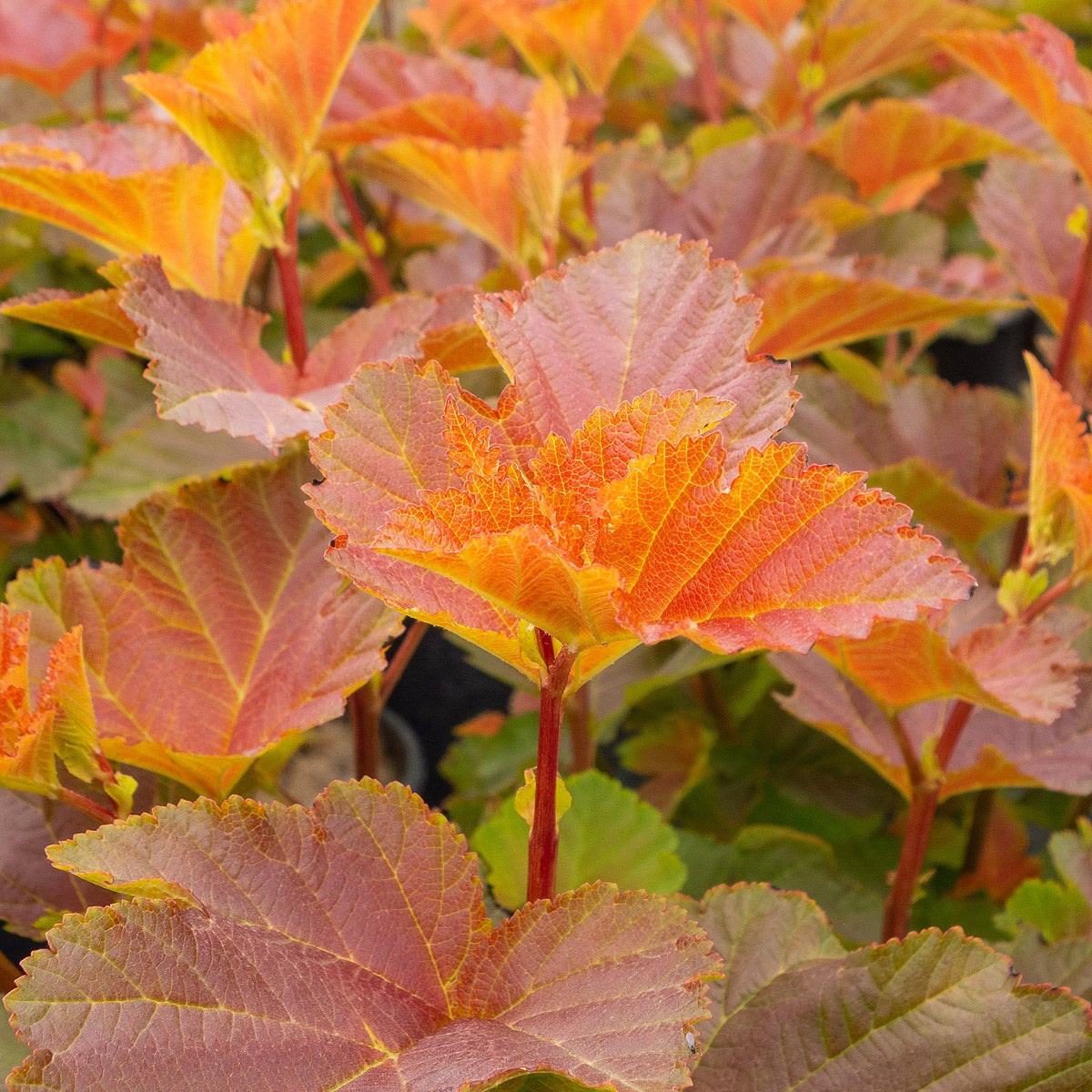 smällspirea Amber Jubilee