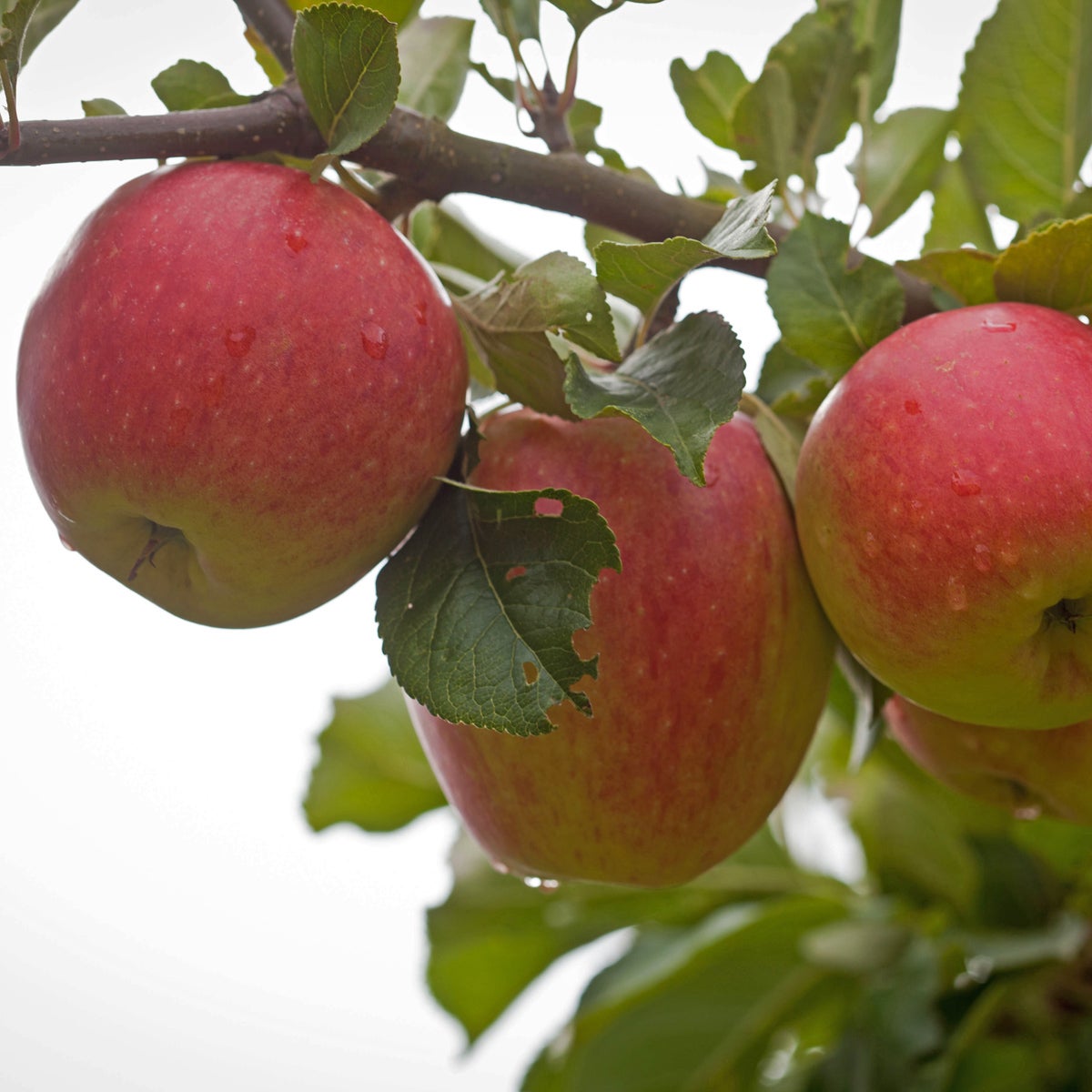 äpple 'James Grieve'