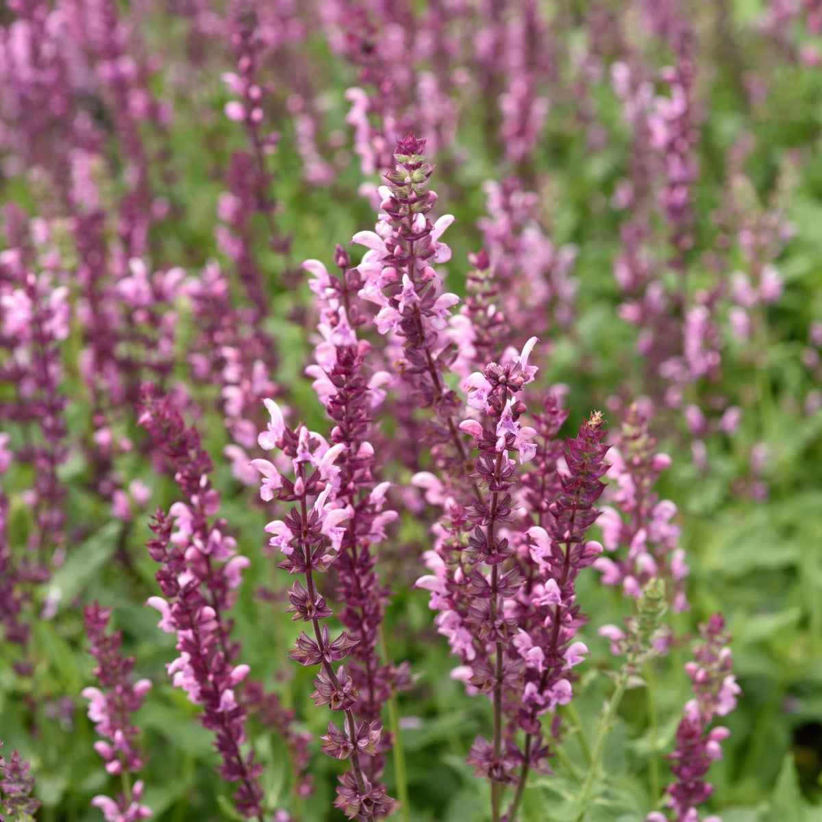 skogssalvia 'Rose Queen'