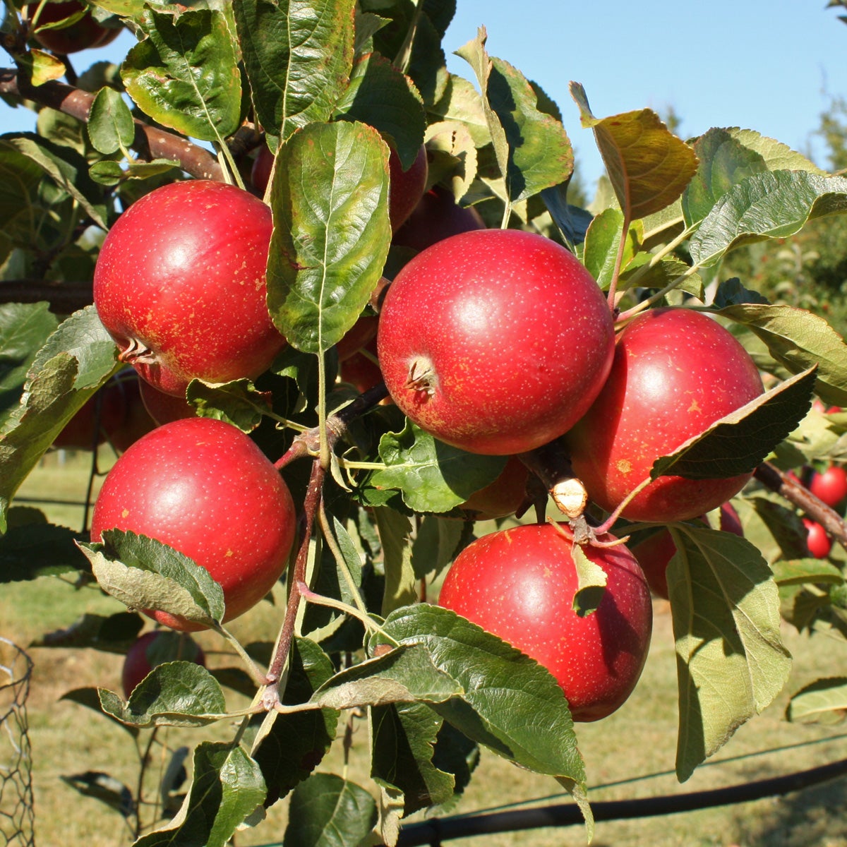 äpple 'Summerred'