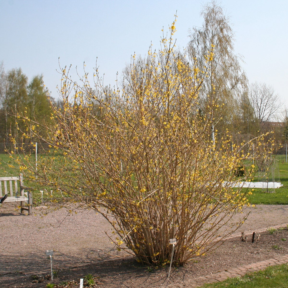 forsythia 'Northern Gold'
