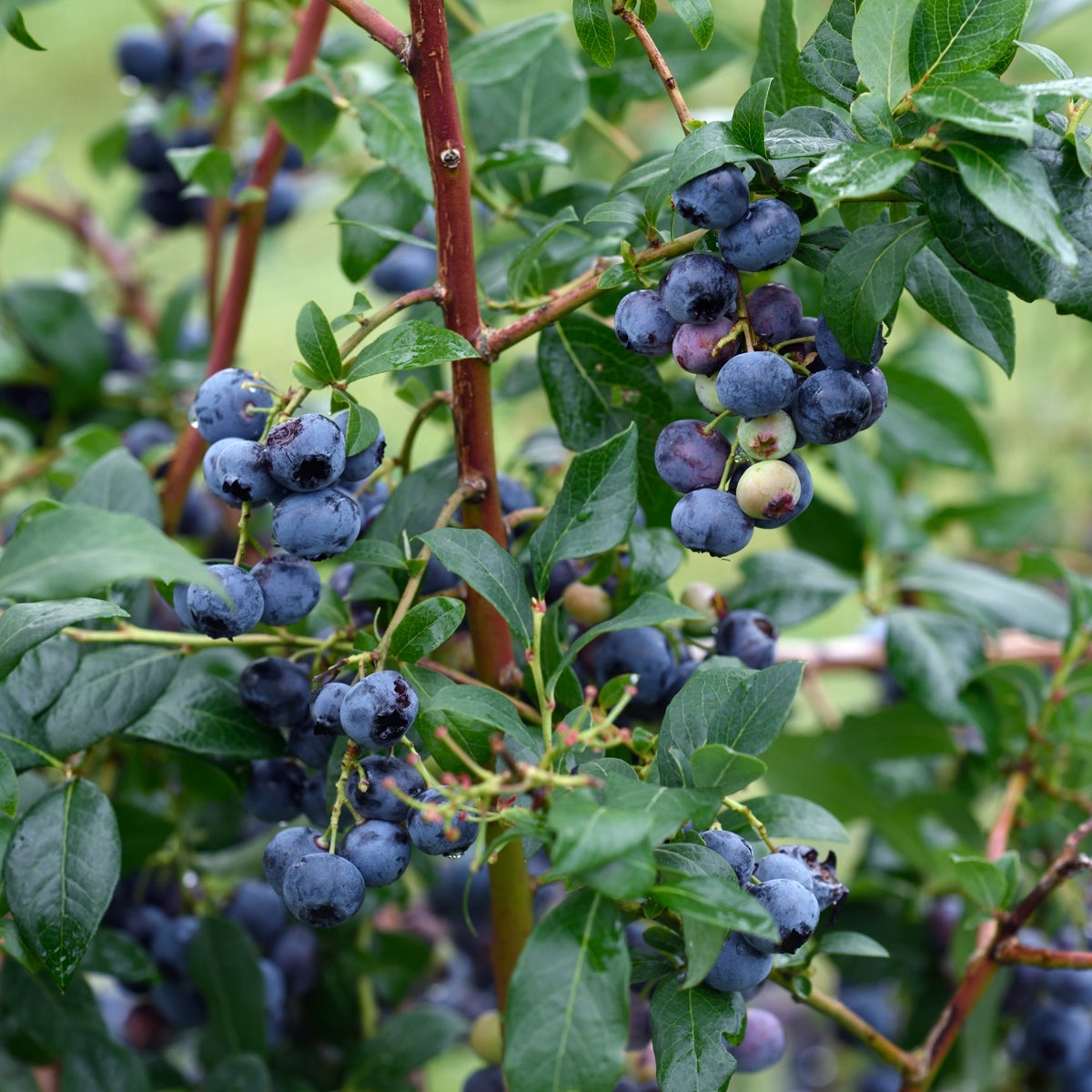 amerikanskt blåbär 'Bluecrop'