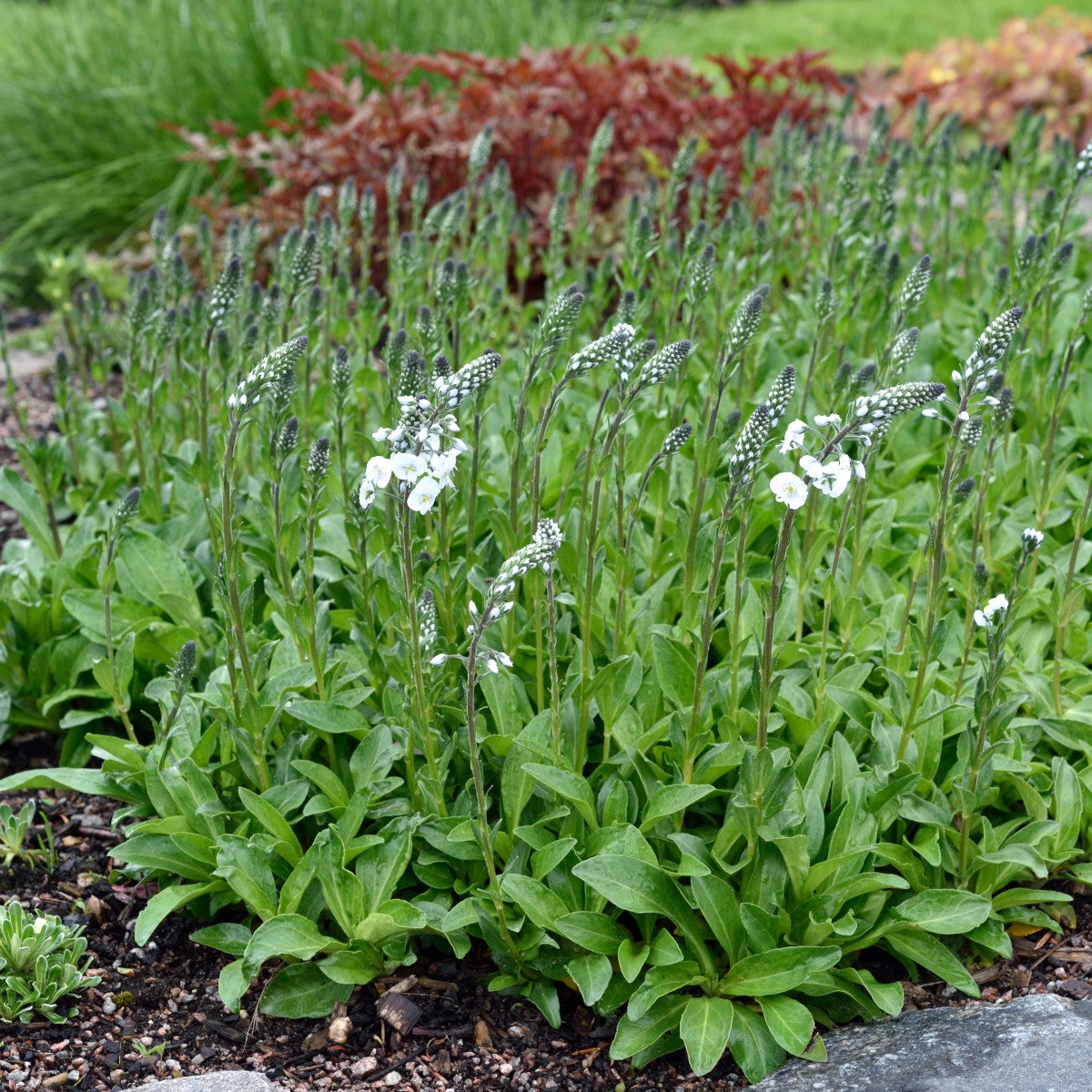 porslinsveronika 'Pallida'