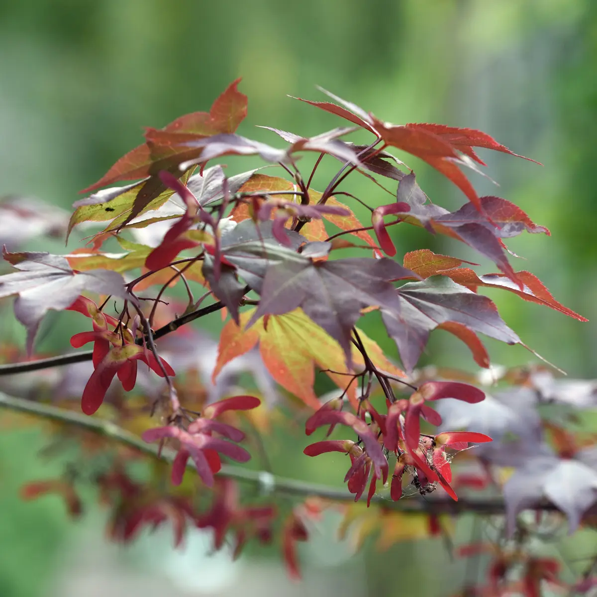 japansk lönn 'Atropurpureum'