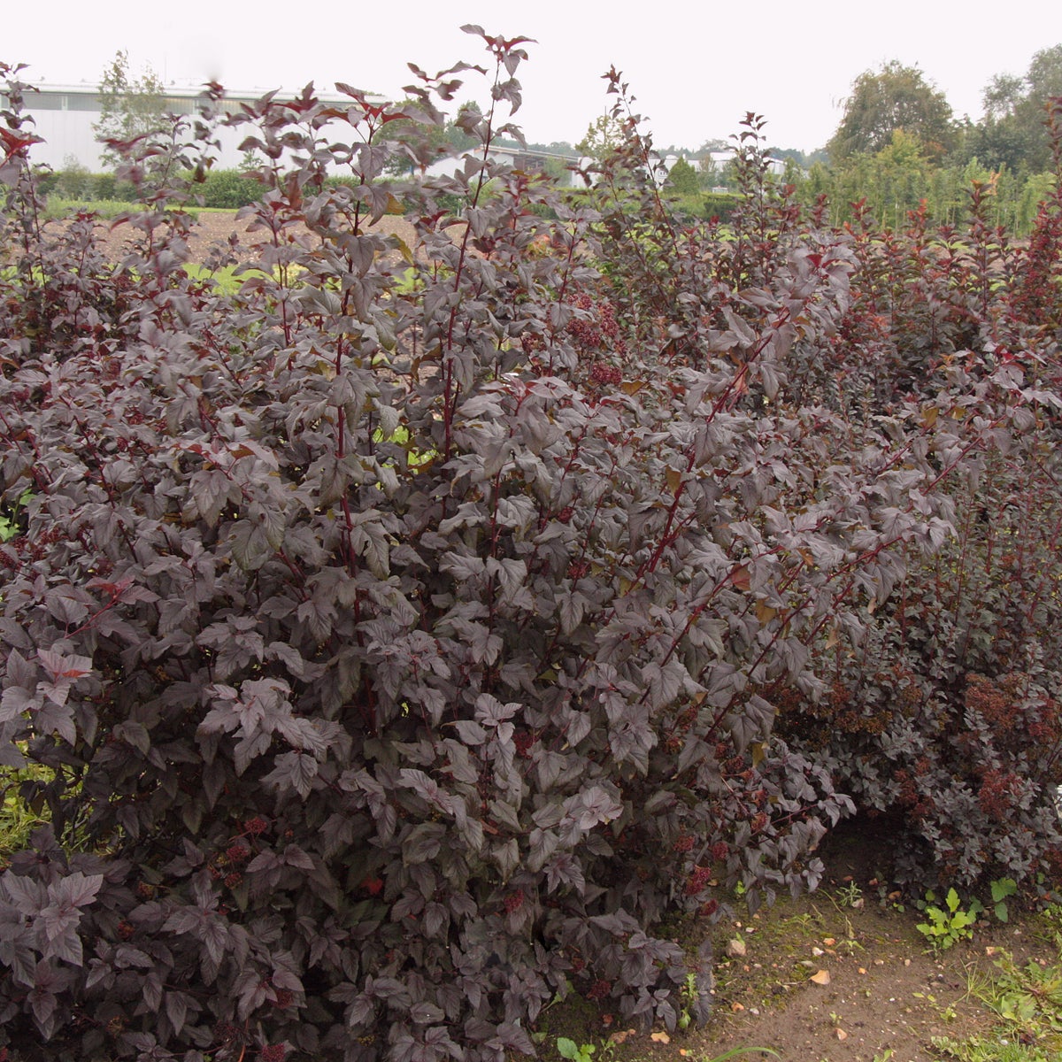 smällspirea Lady In Red