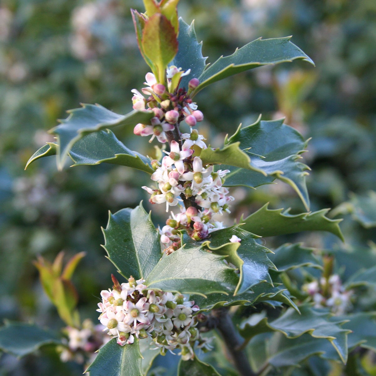 blå järnek 'Blue Princess'