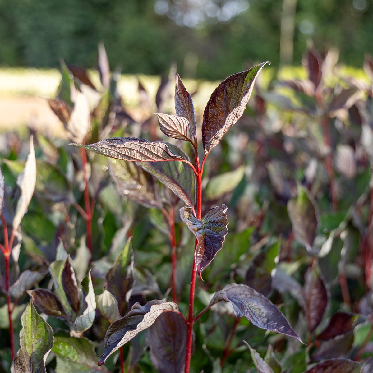 rysk kornell Nightfall ('Verpaalen3'PBR-AF)