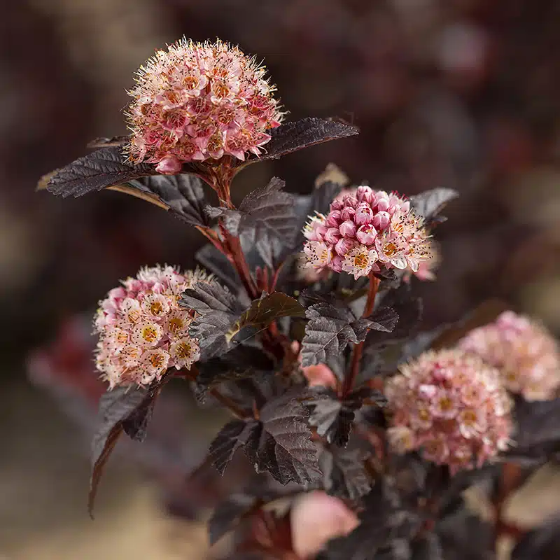 smällspirea Fireside® 