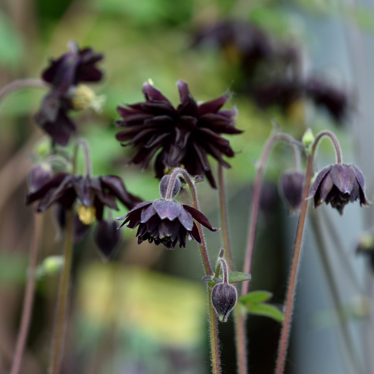 akleja 'Black Barlow'