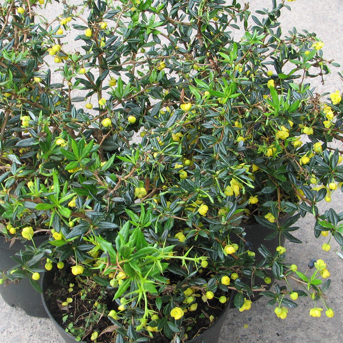 silverberberis