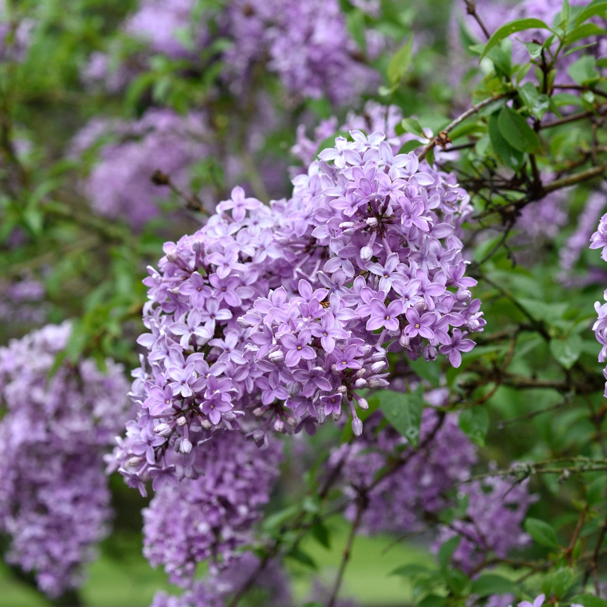 parksyren 'Saugeana'