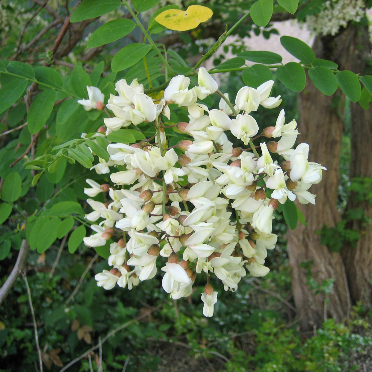 robinia