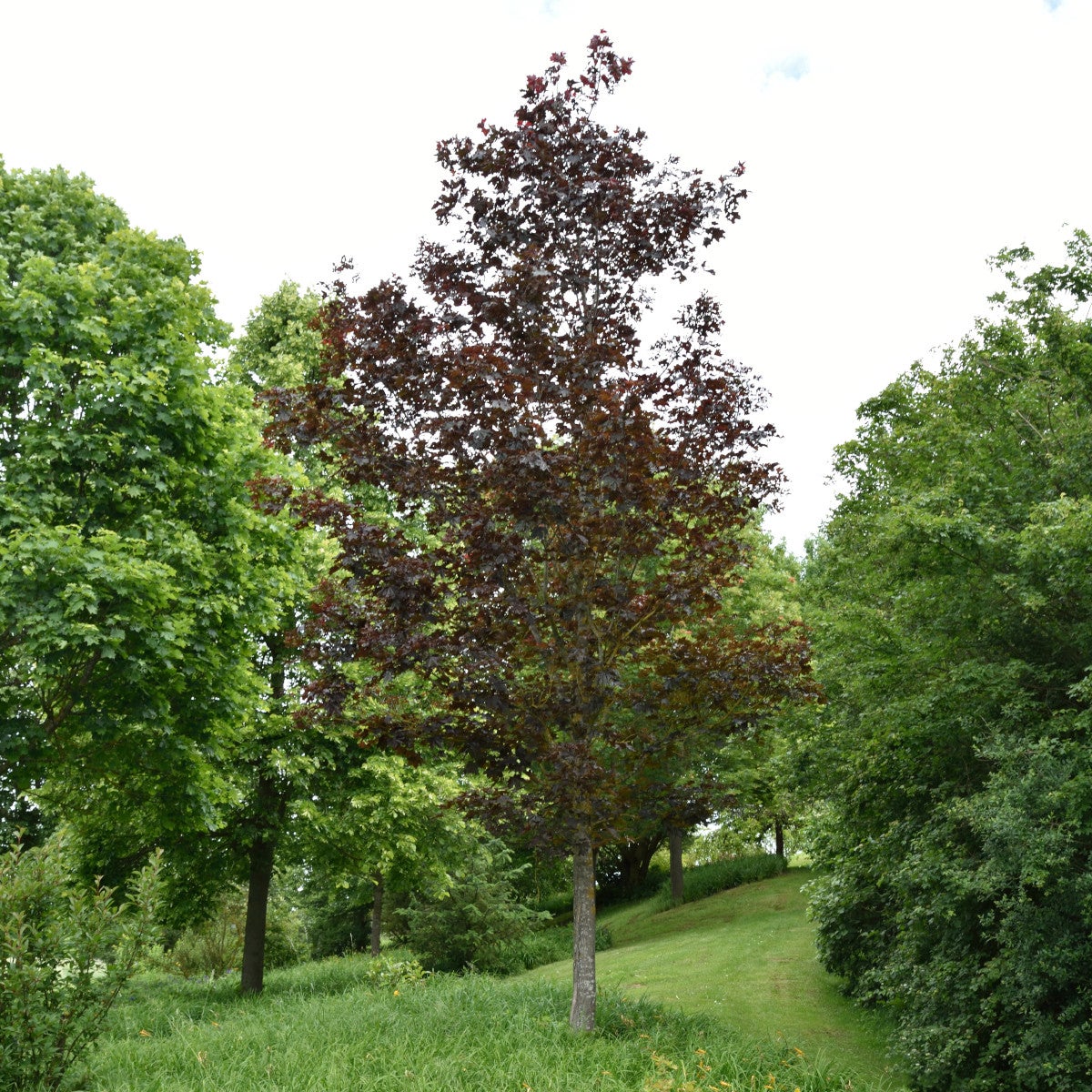 skogslönn 'Royal Red'