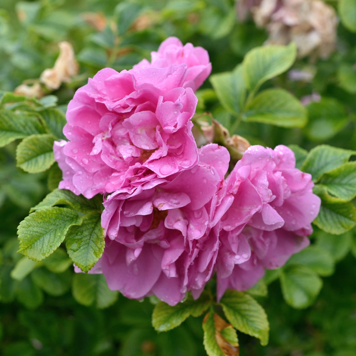 rugosa-ros 'Jens Munk'