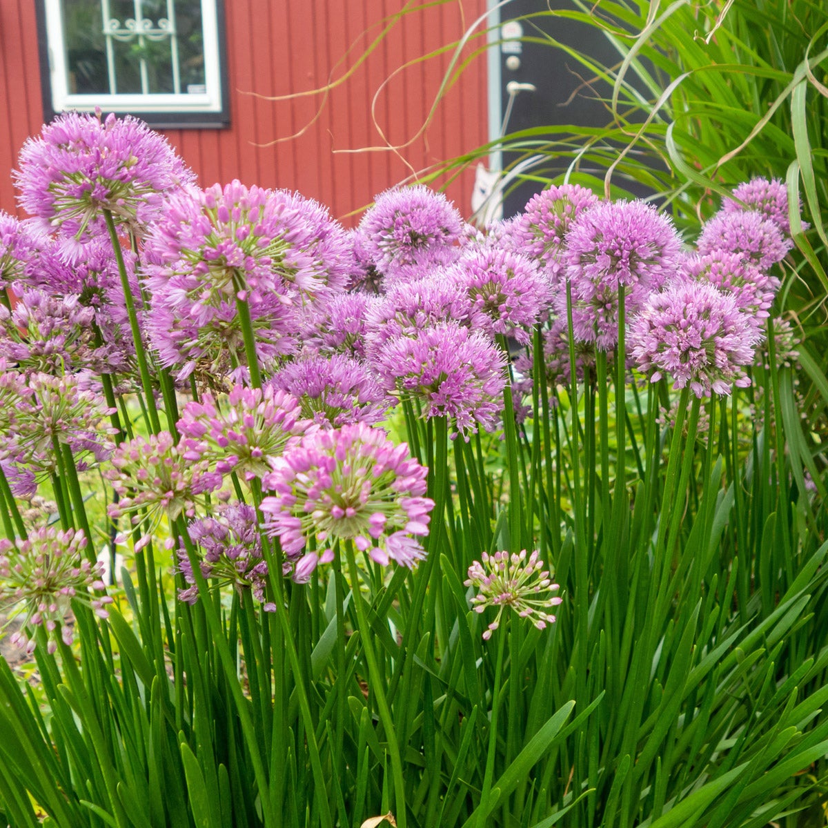 trädgårdskantlök 'Millenium'