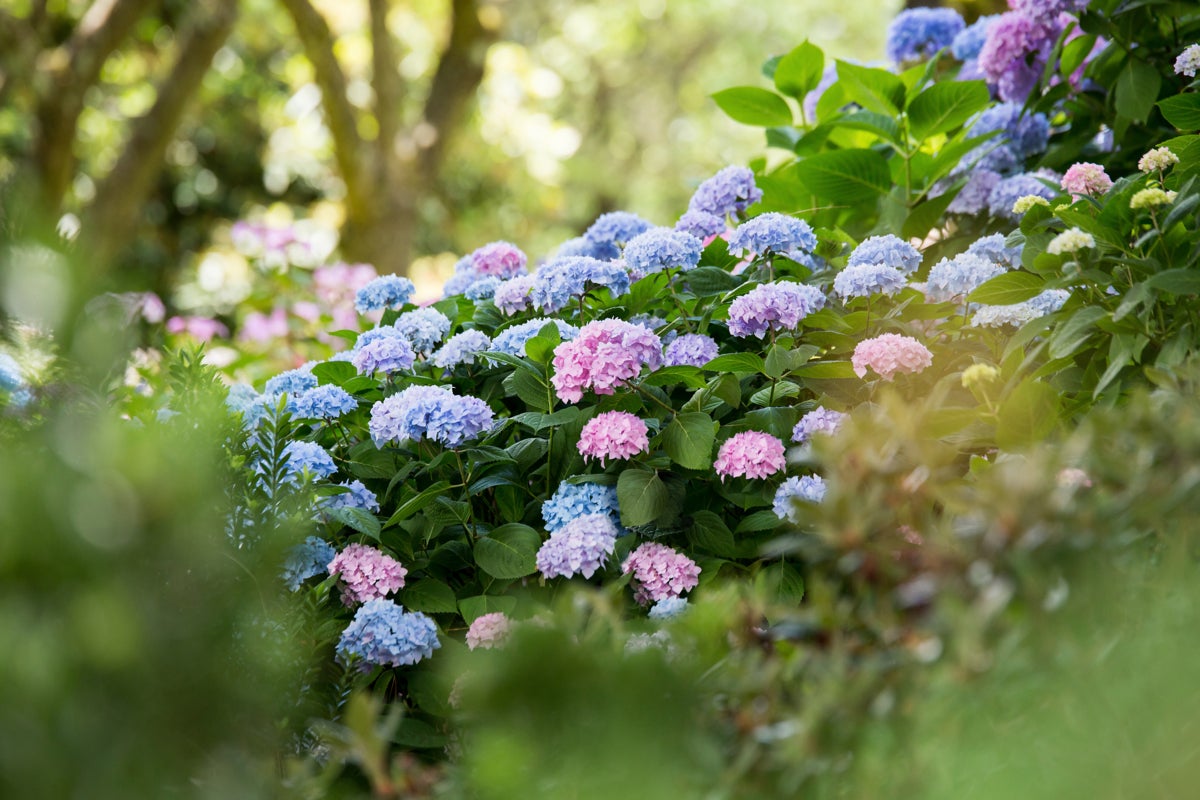 hortensia The Original
