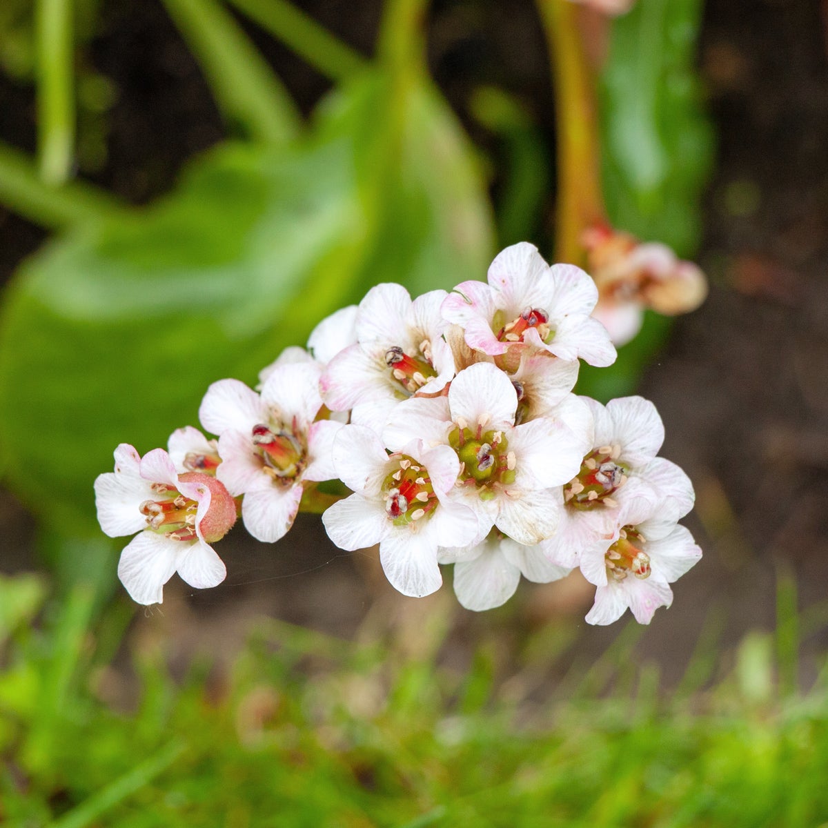 hjärtbergenia