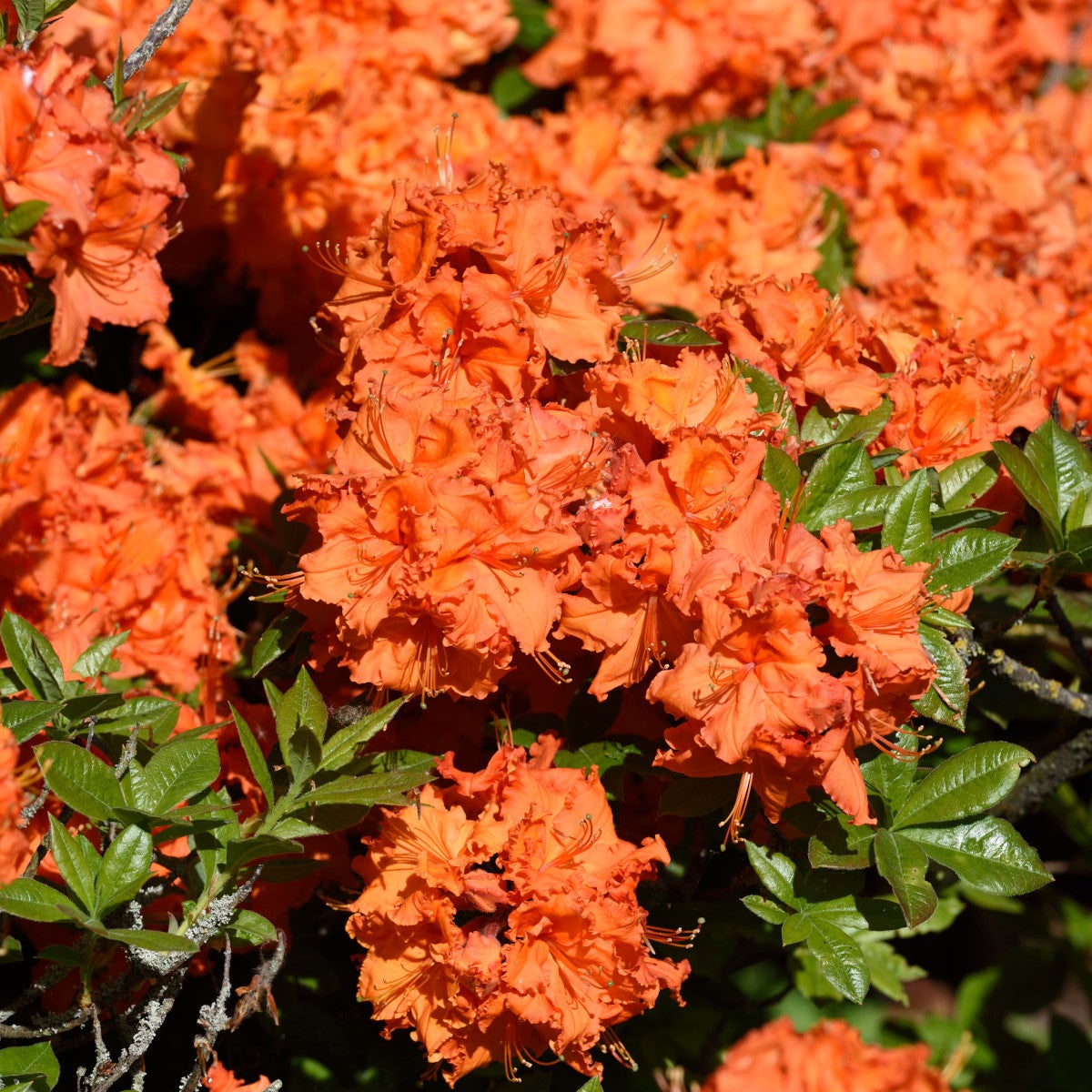 trädgårdsazalea 'Gibraltar'