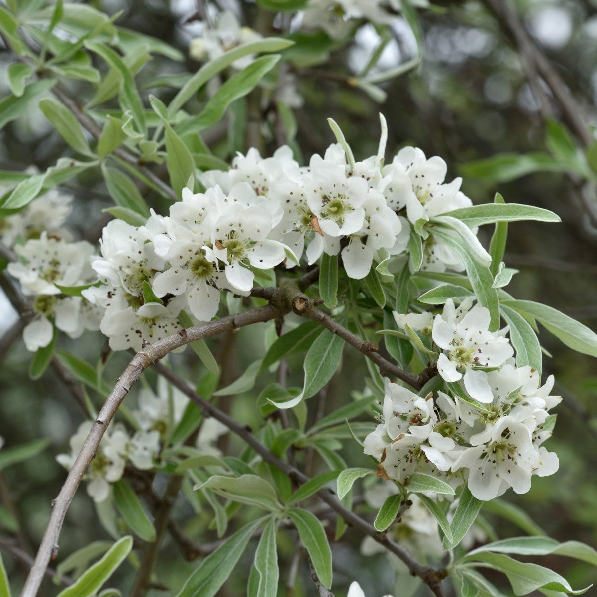 silverpäron
