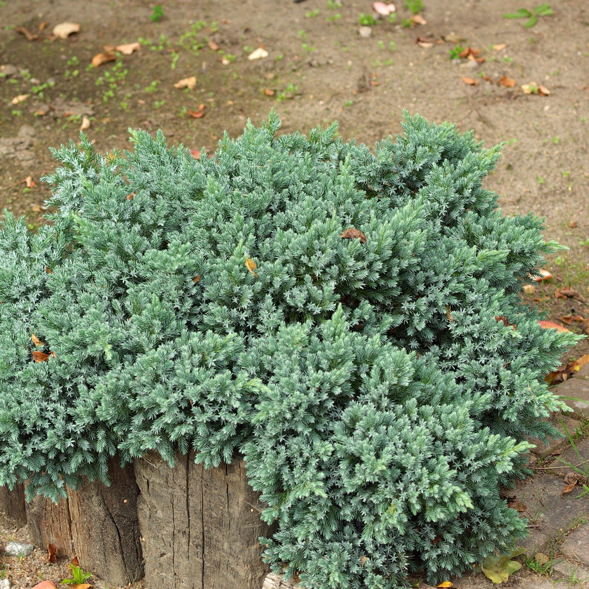 himalaya-en 'Blue Star'