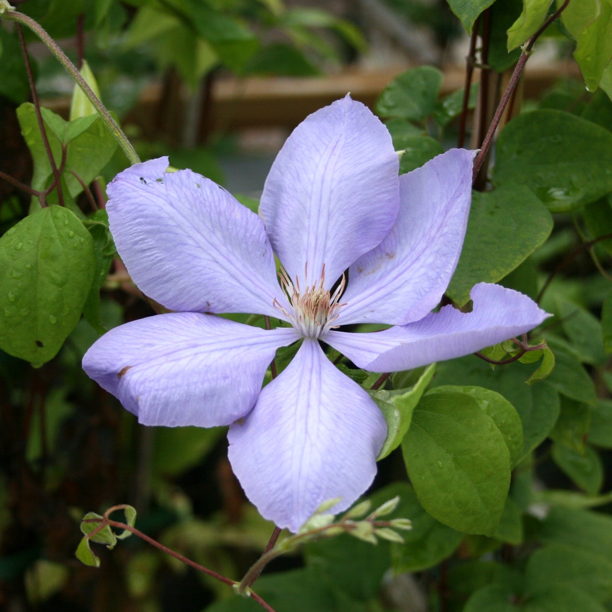 tidig storbl klematis 'Mrs Cholmondeley'