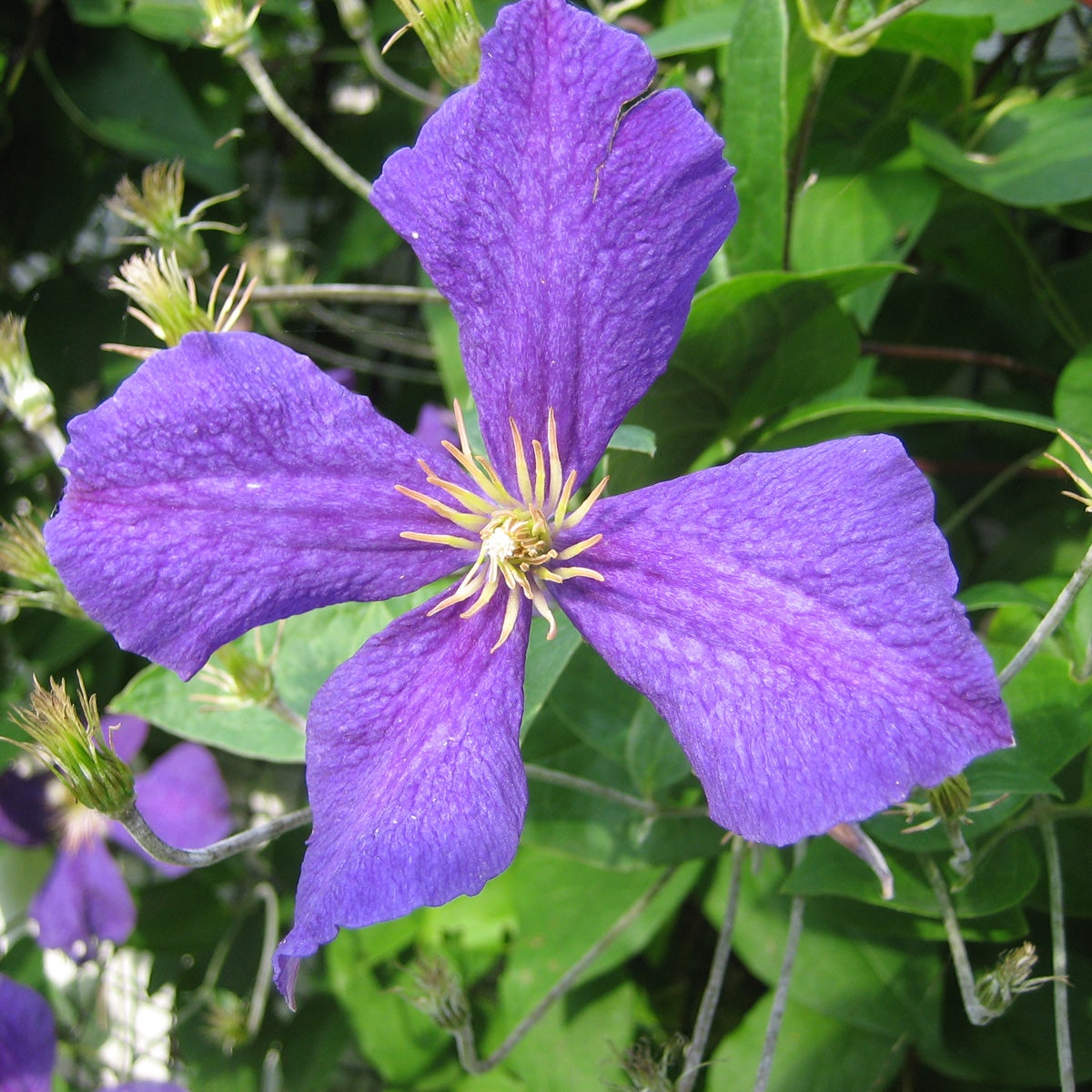 sen storbl klematis 'Jackmanii'