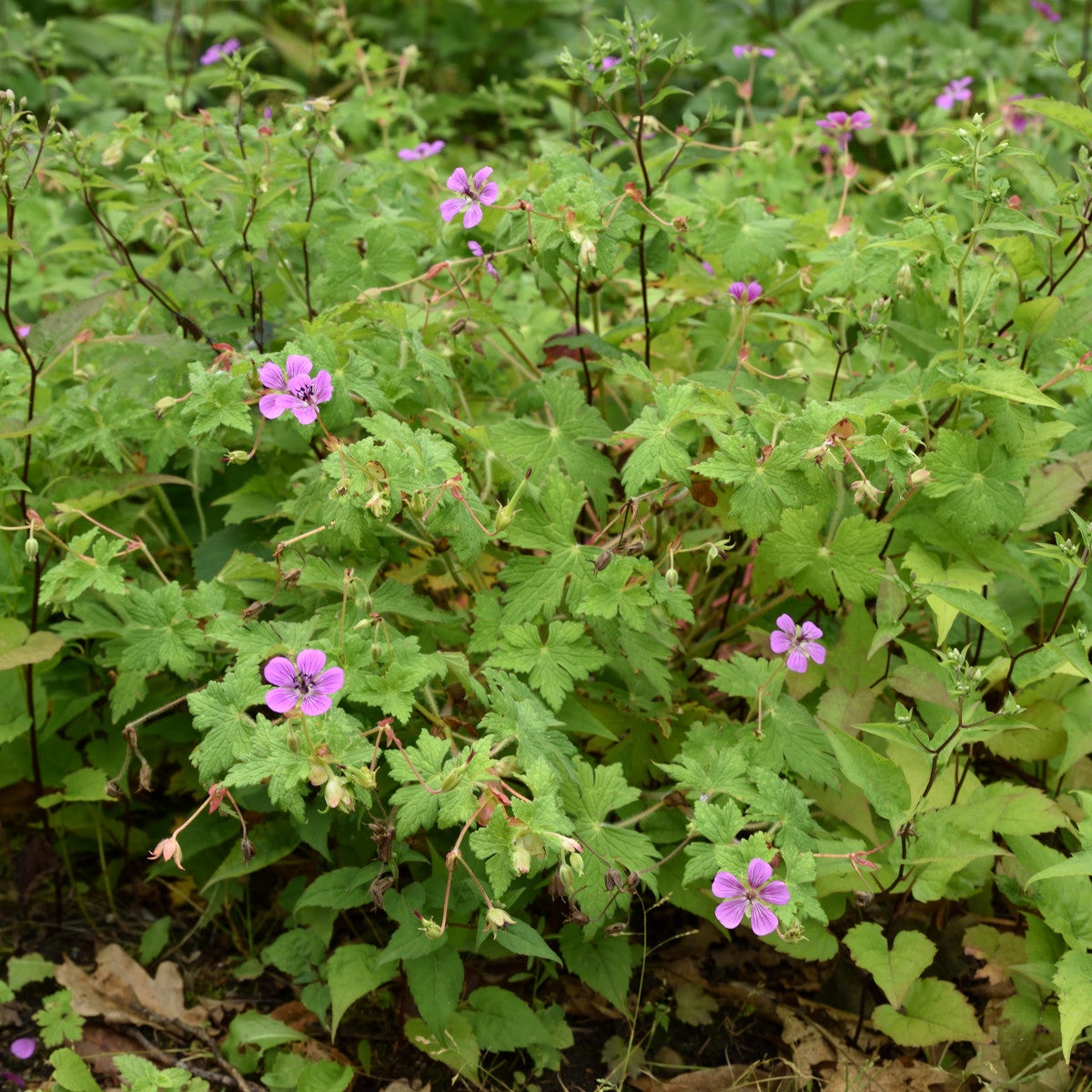 parnäva 'Pink Penny'