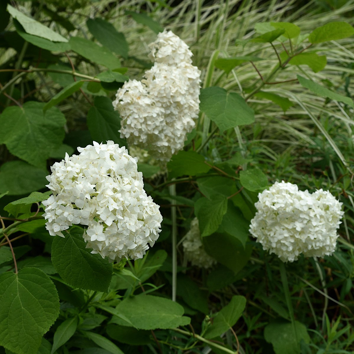 vidjehortensia 'Annabelle'