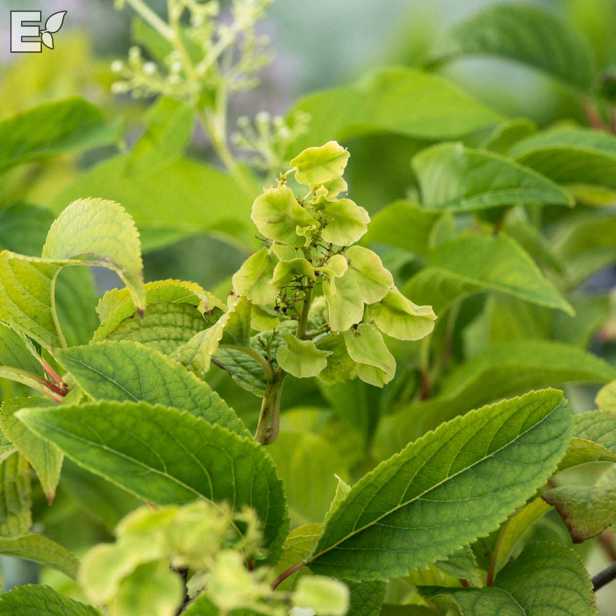 vingfröranka Tiara® E