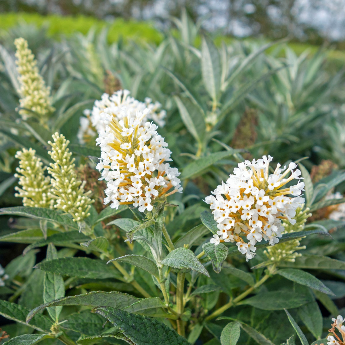 syrenbuddleja Little White