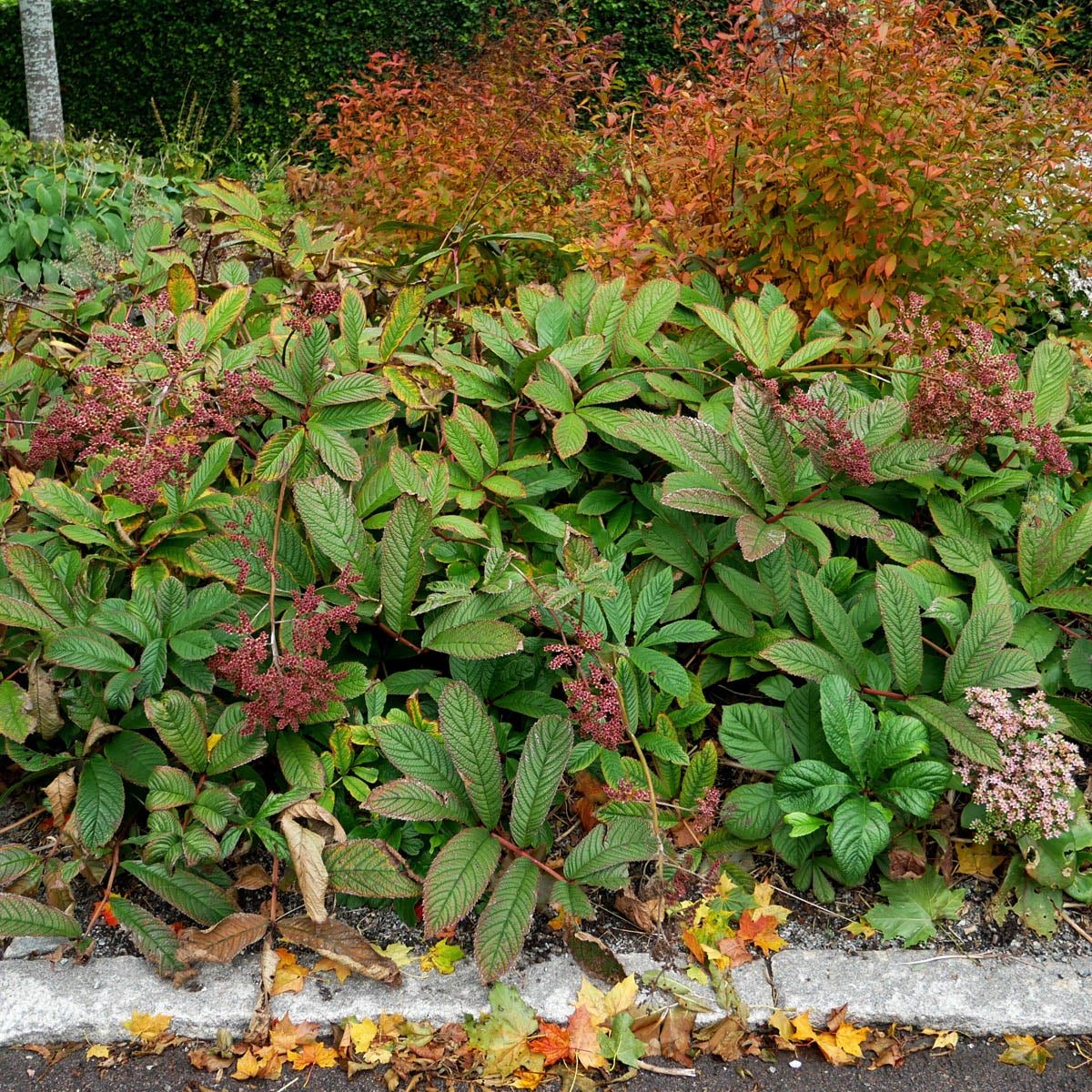 fingerrodgersia