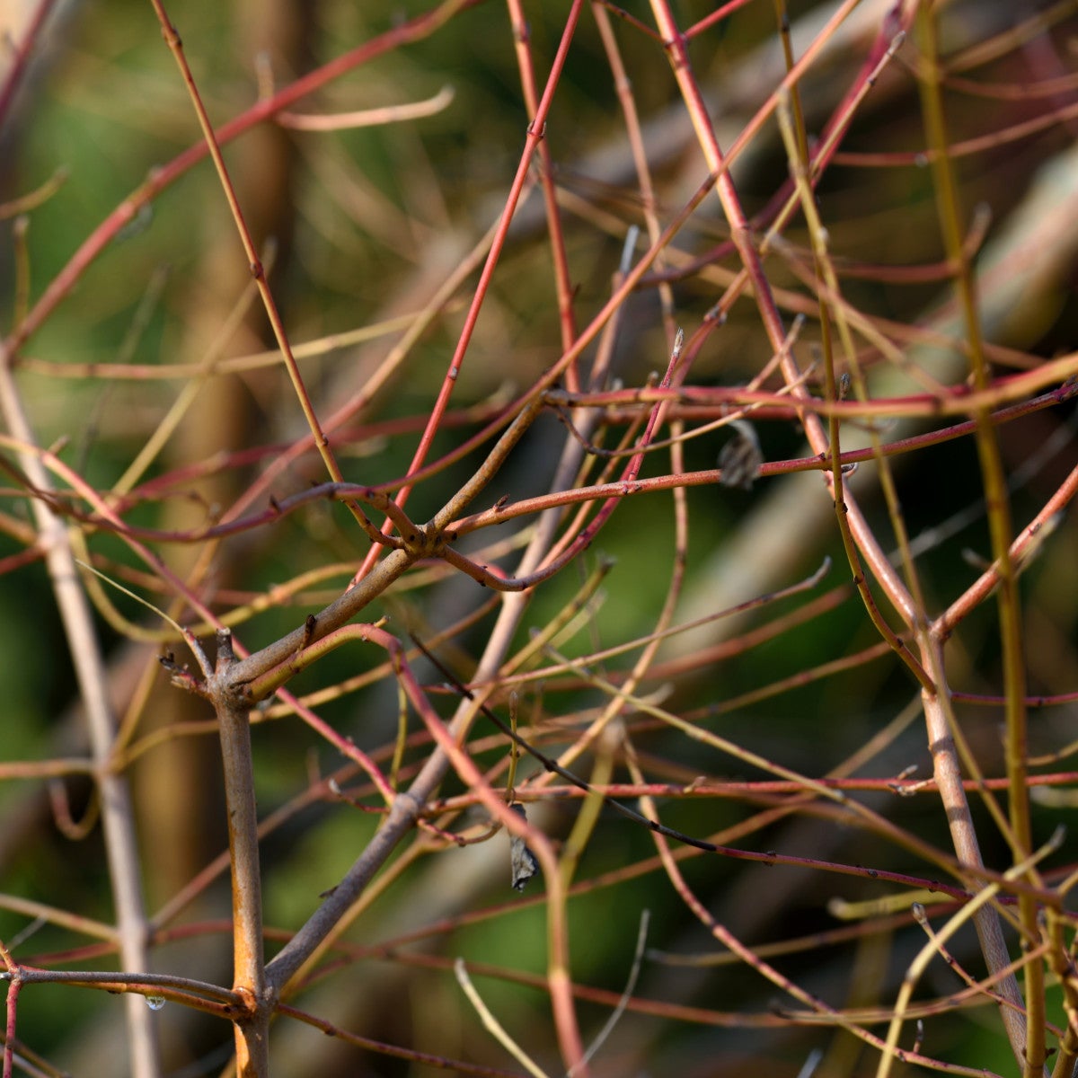 skogskornell 'Winter Beauty'