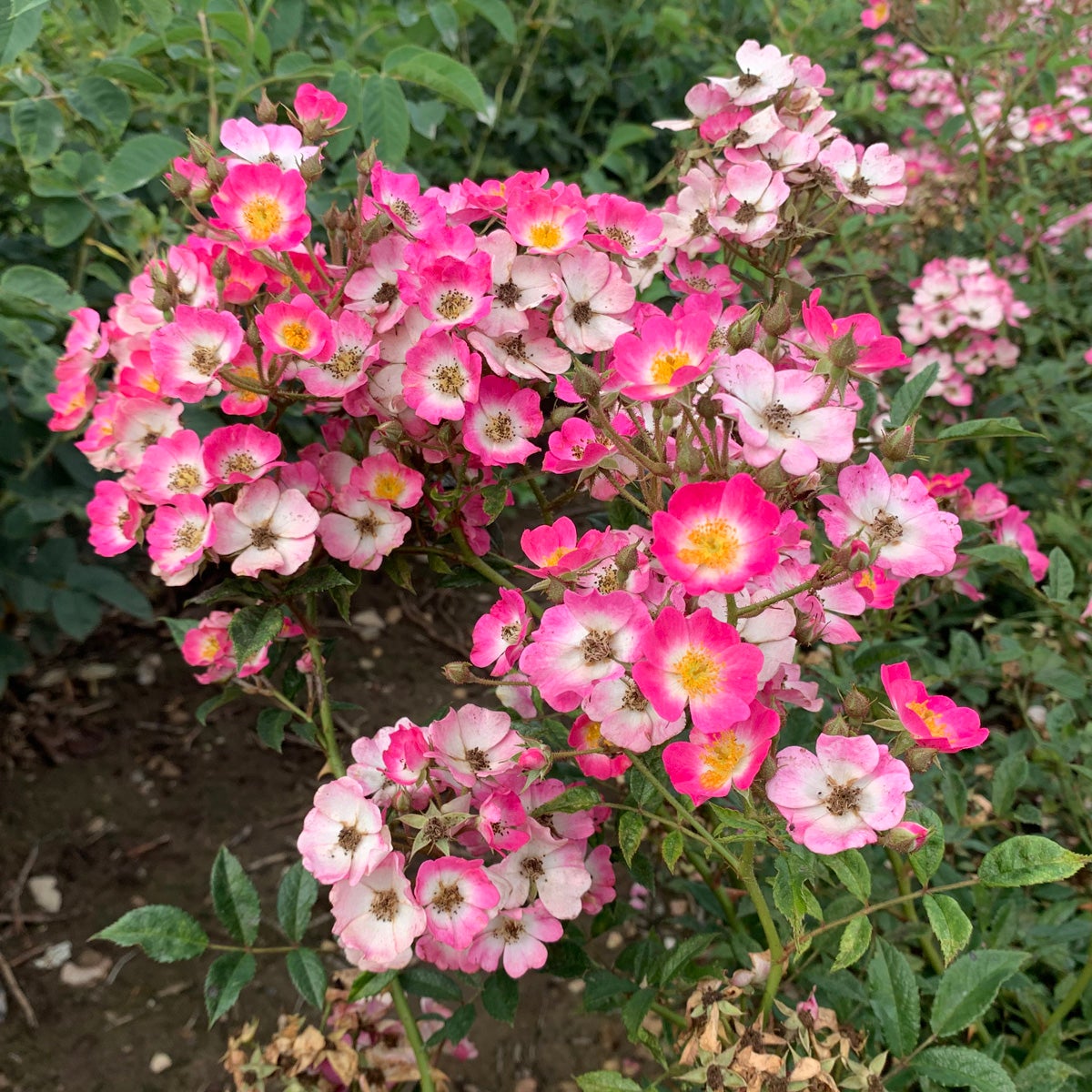 moschata-ros 'Mozart'