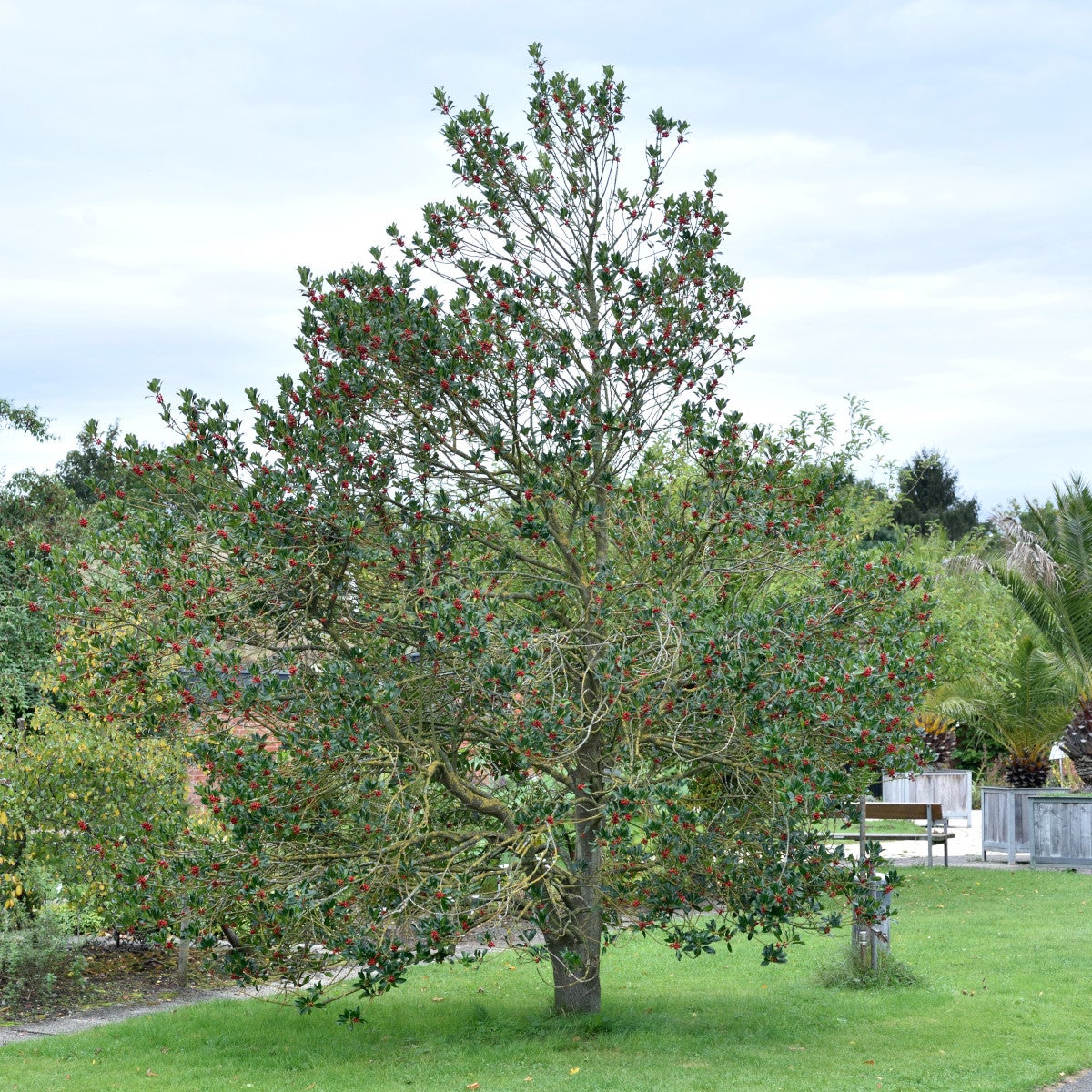 järnek 'Pyramidalis'