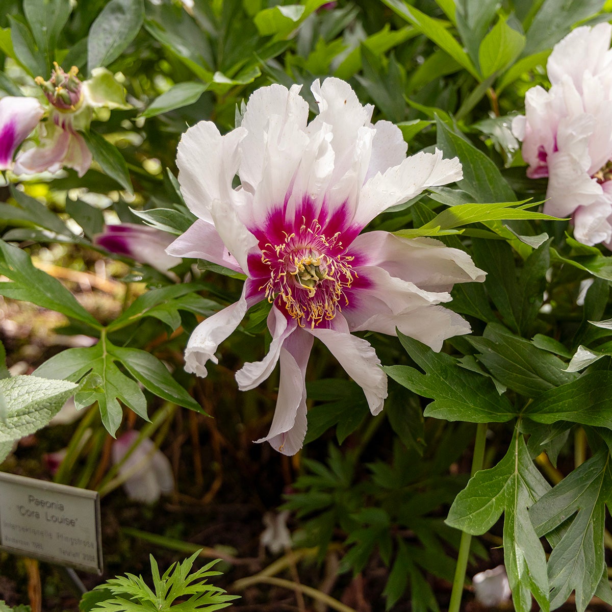 itoh-pion 'Cora Louise'