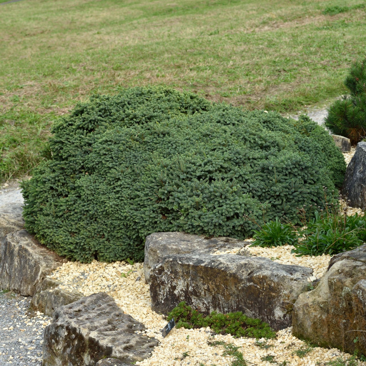 vitgran 'Echiniformis'