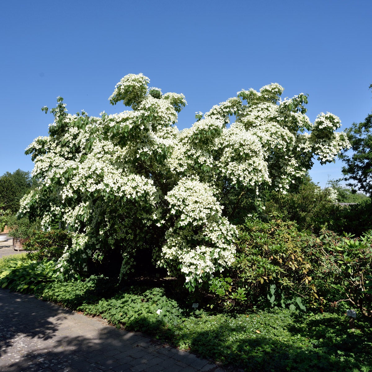 kinesisk blomsterkornell 'China Girl'